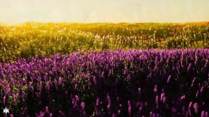 Нежная музыка, успокаивает нервную систему и радует душу ? лечебная музыка для сердца и сосудов