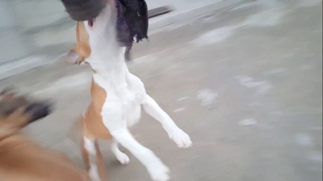 Тренируем силу укуса и челюсть Бойцового Ам стаффа учимся висеть training dog amstaff смотреть онлайн