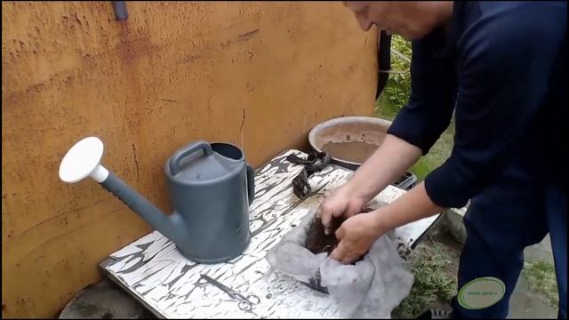 Нимфея в саду. Посадка, уход. Организация пруда с минимальными затратами. Видищев Геннадий смотреть онлайн