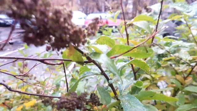 Спирея Билларда осенью, кустарник в Москве смотреть онлайн