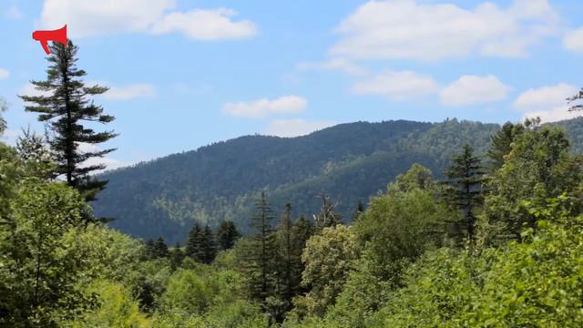 Заказник "Березовый" смотреть онлайн