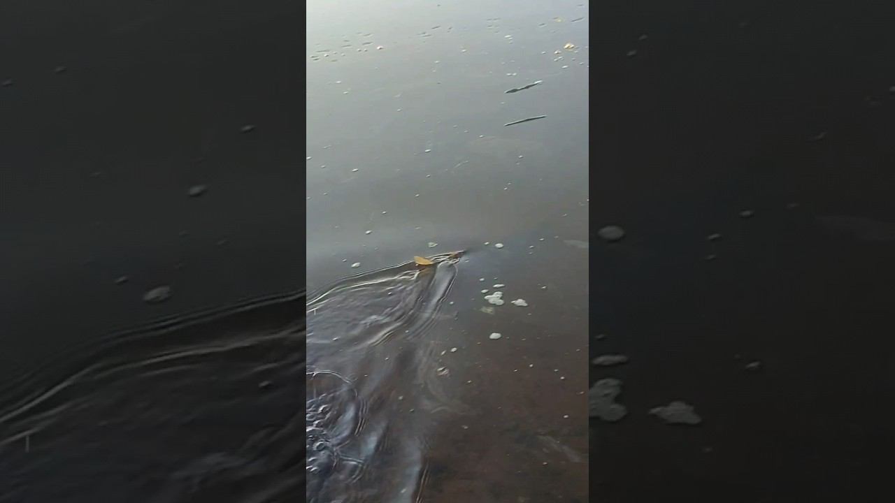 Первая акула попала на блесну