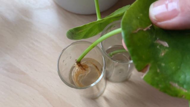 Pilea Peperomioides 1 | Cuidados Y Propagación || Gloria En Casa