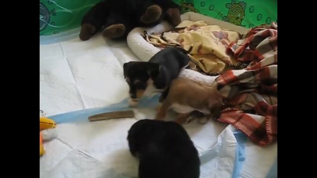 Подборка прикольных видео про щенков смотреть онлайн