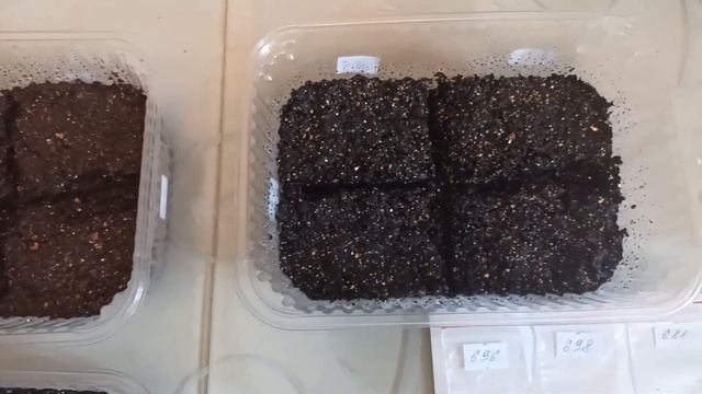 🌺Посев Глоксинии 05.01.24г🌺 смотреть онлайн