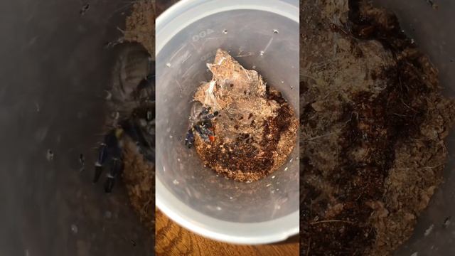 Паук птицеед Poecilotheria Metallica???без шансов для ??? смотреть онлайн