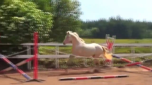 Жеребёнок, жеребёнок Белой лошади ребёнок смотреть онлайн