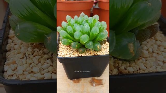? Haworthia cooperii var. Pilifera. смотреть онлайн