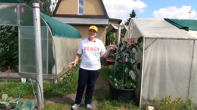 10 соток моего огородного счастья. Приглашаю на экскурсию по саду, в котором все растет смотреть онлайн