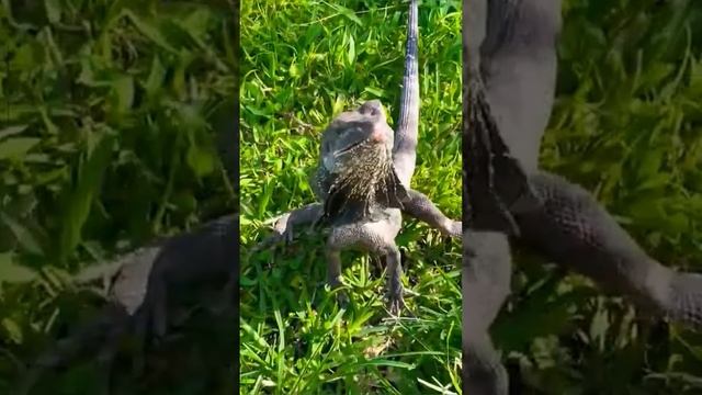 Обладатель необычного стиля бега и грозного вида? Мини-дракон плащеносная ящерица смотреть онлайн