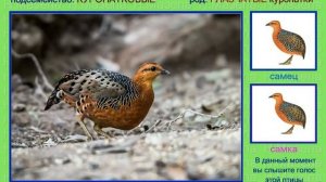 Куропатка. Голоса птиц