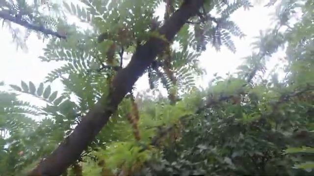 Что с деревом - аромат есть? смотреть онлайн