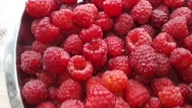 ЯГОДА МАЛИНА, АРОМАТНАЯ И ВКУСНАЯ ! смотреть онлайн