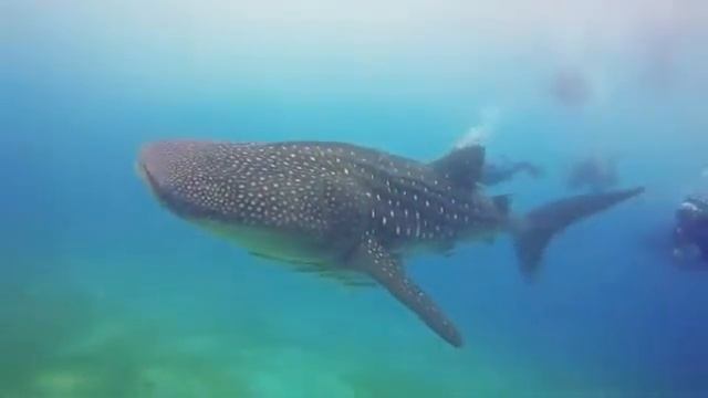 Китовая акула, Филиппины, остров Ослоб!!! смотреть онлайн