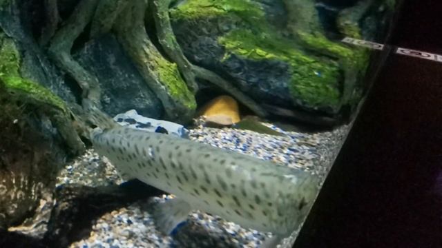 ОКЕАНАРИУМ ВЛАДИВОСТОК! 2023!ТАКАЯ КРАСОТА! смотреть онлайн