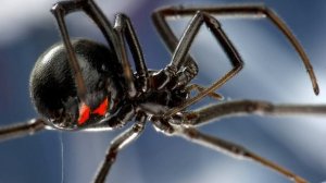 Топ 7 - САМЫЕ ОПАСНЫЕ ПАУКИ