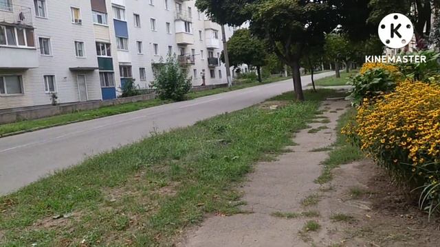 Рудбекия трилоба смотреть онлайн