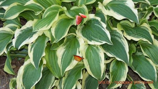 Хоста гибридная Граунд Мастер (hosta ground master) ? обзор: как сажать, саженцы хосты Граунд Масте смотреть онлайн
