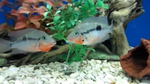 Цихлазома Меека - Содержания и уход!