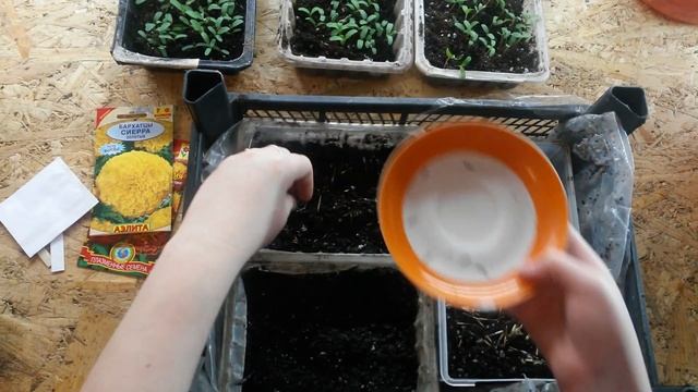 БАРХАТЦЫ посев семян и рассада. смотреть онлайн