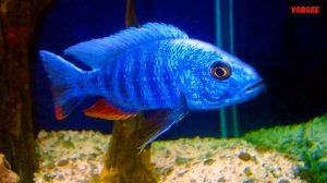 Цихлида Хаплохромис Васильковый Содержание в аквариуме Разведение и чем кормить