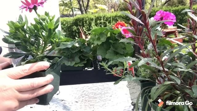 Plantas de sol y de sombra(semisombra )Haul de plantas/compras de plantas primavera 2020 смотреть онлайн