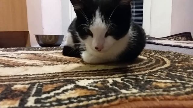 Найденыш заболел.Как лечить котенка? смотреть онлайн