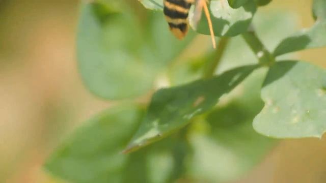 Стеклянница большая тополевая смотреть онлайн