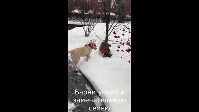 Барни дома!!!