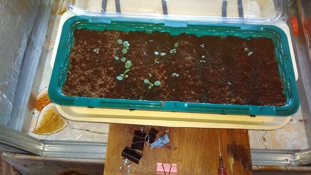 клубника из семян,4 недели спустя смотреть онлайн