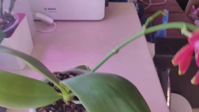 Phal. Zheng Min Parakeet 'Peter'