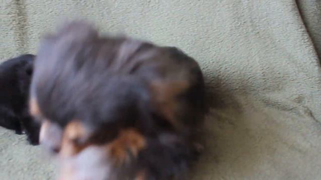 Иллоночка из домика азалии. В ПРОДАЖЕ.На фото с папой. смотреть онлайн