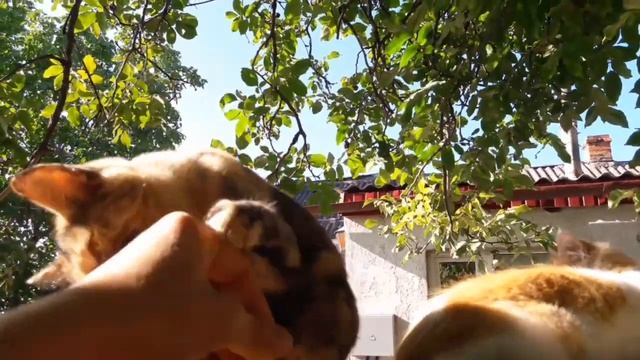 МНОГО КОШЕК на хозяйстве ХИТРУЧКИН ДВОР. смотреть онлайн