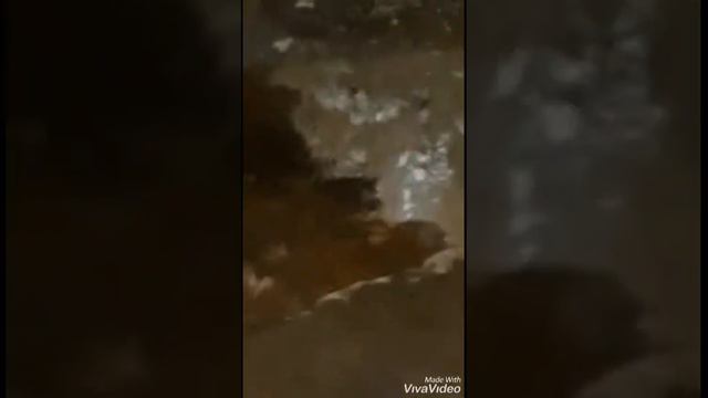 Откуда набирается вода в подвале Российской 54А смотреть онлайн