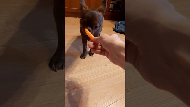 Саби ест морковку. смотреть онлайн