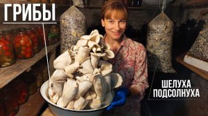 Выращиваем Грибы на Шелухе Подсолнуха / от Посева до Сбора Урожая