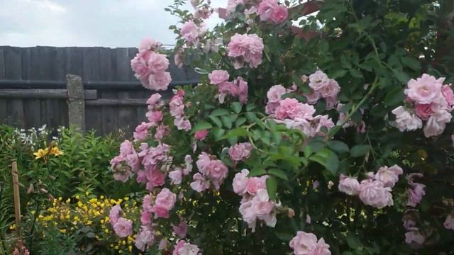 Лето,ах лето!!! Как быстро время пролетает смотреть онлайн