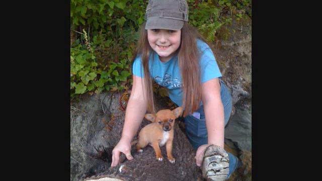 my chihuahua puppy through the years смотреть онлайн