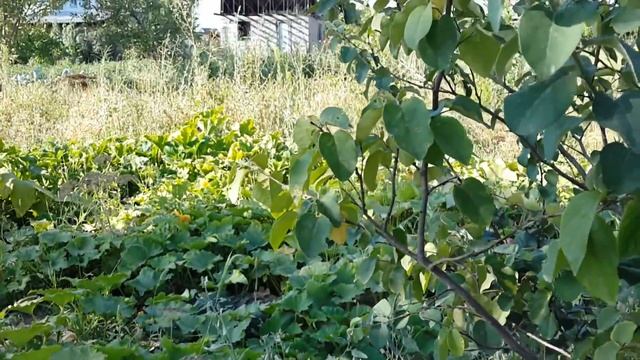 Утро на даче Поливаем Тыква Кабачки 08 08 2014 смотреть онлайн