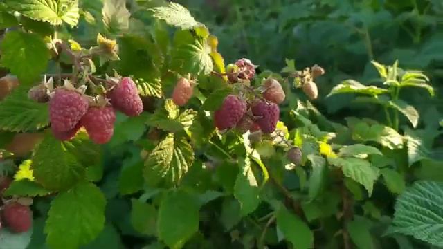 Малина сорт Гусар завалил ягодой!