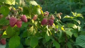 Малина сорт Гусар завалил ягодой!