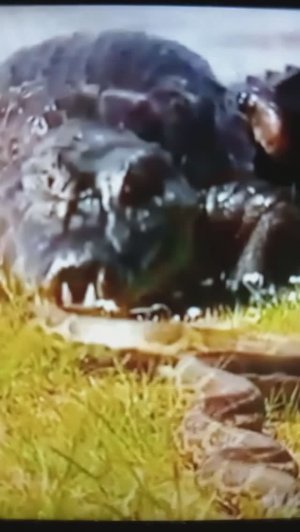 Встреча крокодила и питона😳#Shorts