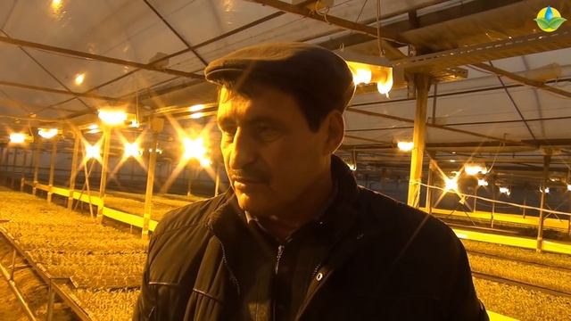 РАССАДА ПОМИДОР. ФАКТОРЫ ВЛИЯЮЩИЕ НА РОСТ (30-11-2018) смотреть онлайн