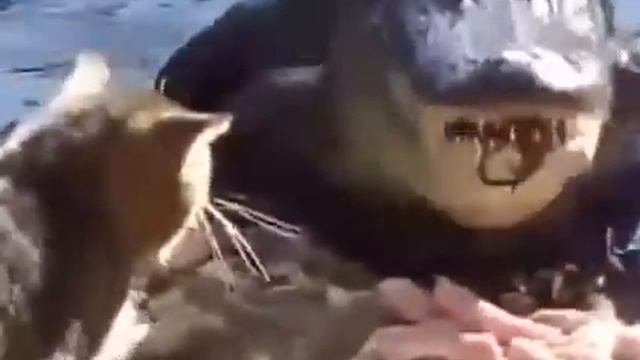 Животные атакуют ! Кот обратил в бегство крокодила ! смотреть онлайн
