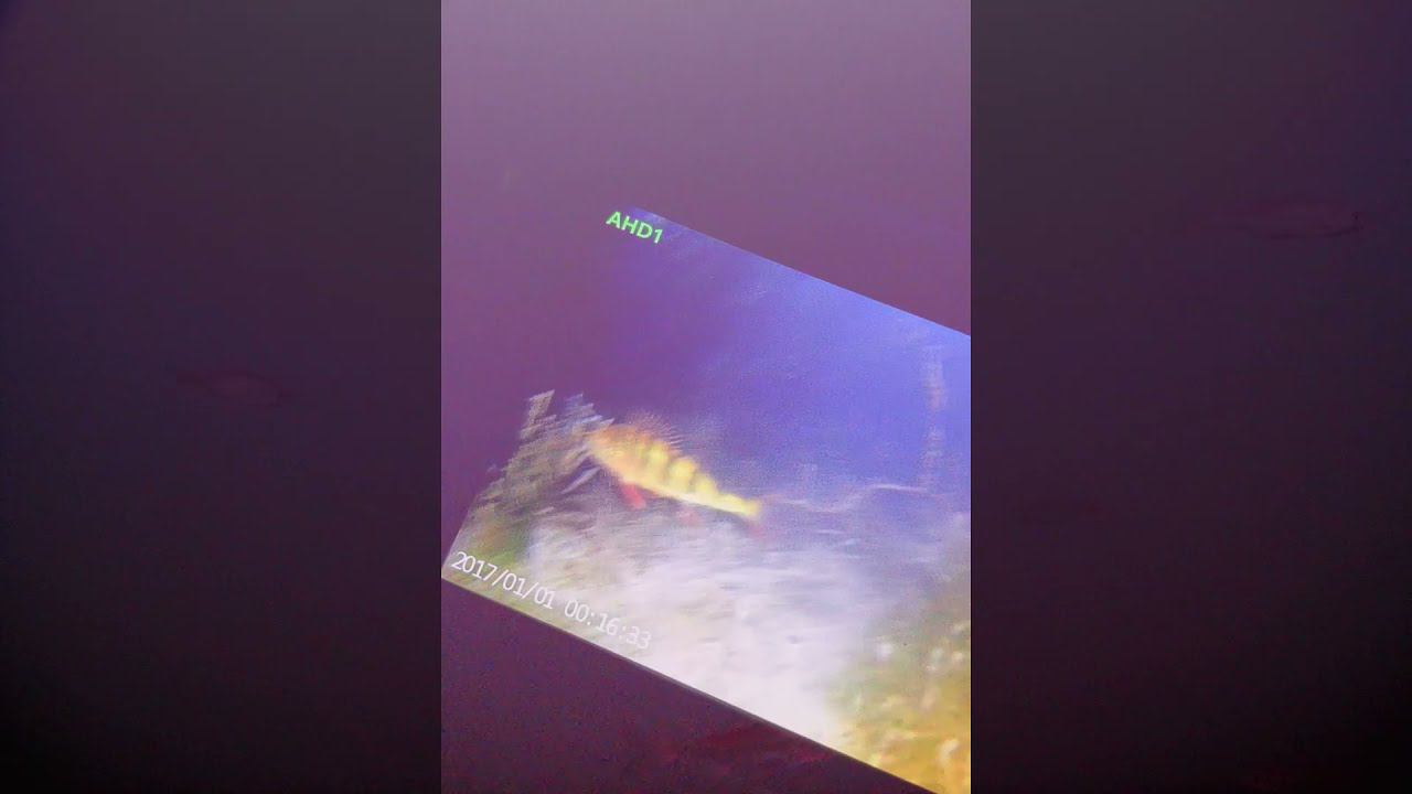 Работа ИК и LED (белой) подсветки подводной камеры FocusFIsh 2021-2022 с комбинированной подсветкой