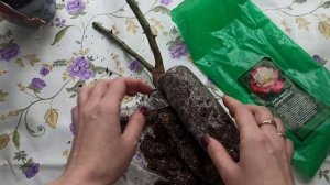 Роза из магазина Светофор. Распаковка саженцев, смотрим, что внутри. Есть ли шанс на цветение.