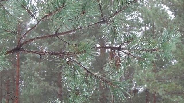 ?? Декабрь и блюз... Околдован, лес стоит... December and blues... смотреть онлайн