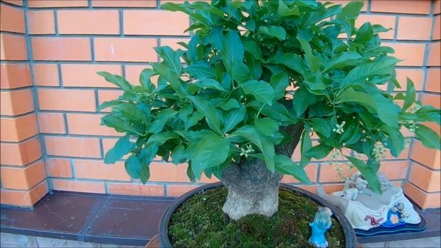 Бонсай Бересклет европейский Euonymus europaeus Bonsai pot Four face 2021 год весна смотреть онлайн