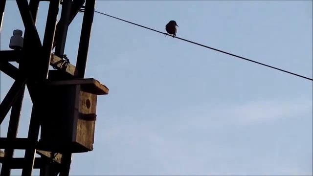 Заселение скворцов в свой домик. смотреть онлайн