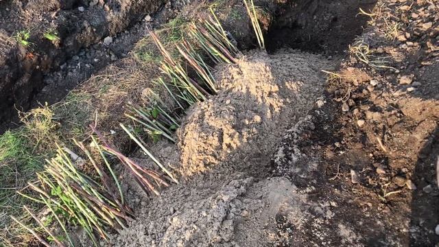 Сохраняем саженцы до весны. смотреть онлайн